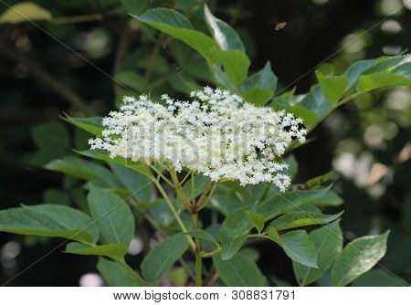 Sambucus Flower Bush, Also Known As Elder, Elderberry, Black Elder, European Elder, European Elderbe