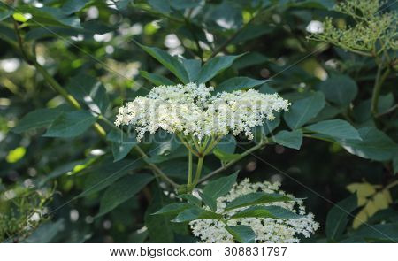 Sambucus Flower Bush, Also Known As Elder, Elderberry, Black Elder, European Elder, European Elderbe