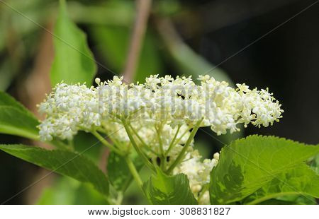 Sambucus Flower Bush, Also Known As Elder, Elderberry, Black Elder, European Elder, European Elderbe