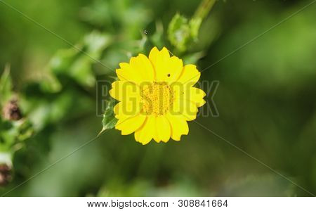 Close Up Of Corn Marigold Flower Blooming In Spring