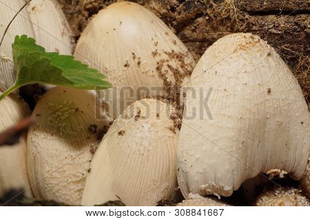 Macro Of Spring Mushrooms Coprinus Radians Growing In Forest Floor In Foothills Of North Caucasus