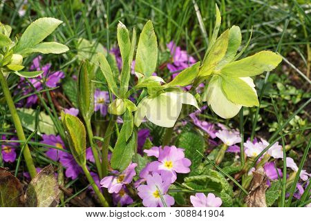 Spring Hellebore Helleborus Caucasian And Primrose Primula Denticulata With Flowers Growing In The F
