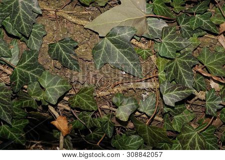 Spring Green Ivy Hedera Caucasicum Caucasian Braided Trunk Of A Fallen Tree In The Forest Foothills 