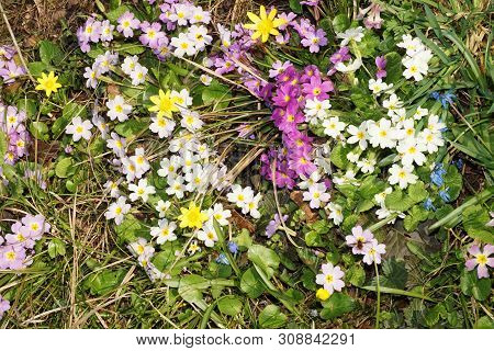 Spring Primroses Primula Primula Denticulata With Pink And White Flowers, Buttercups Ranunculus Repe
