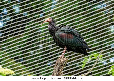 Northern Bald Ibis, Geronticus Eremita In The Zoo