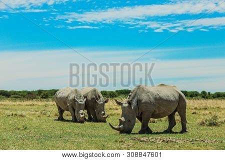 White Rhino In The Nxai Pan Park, Botswana, Africa
