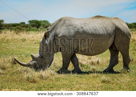 White Rhino In The Nxai Pan Park, Botswana, Africa