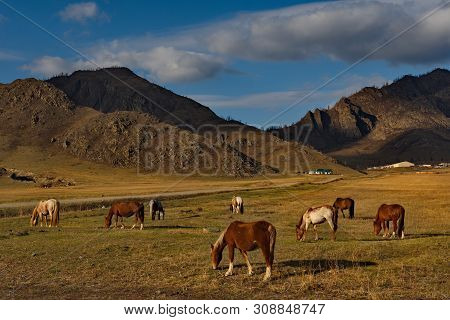 Russia. The South Of Western Siberia. Free Pastures In The Valleys Of The Altai Mountains