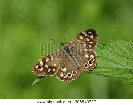 Speckled Wood Butterfly (pararge Aegeria) On Leaf