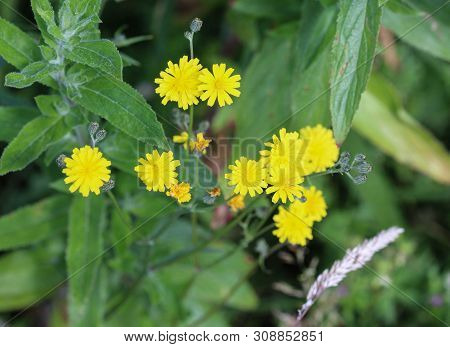Close Up Of Smooth Hawksbeard Flower In Spring