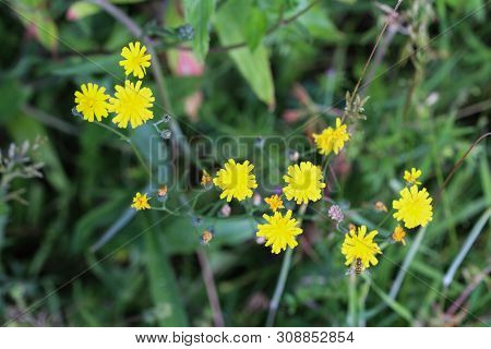 Close Up Of Smooth Hawksbeard Flower In Spring