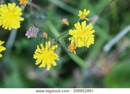 Close Up Of Smooth Hawksbeard Flower  In Spring