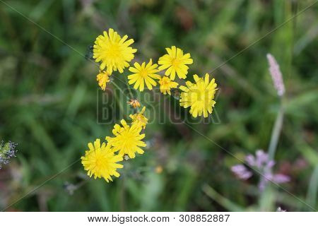 Close Up Of Smooth Hawksbeard Flower In Spring