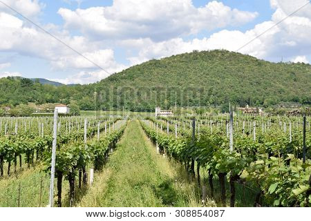 The Famous And Renowned Lands And Vineyards Of Franciacorta In Italy