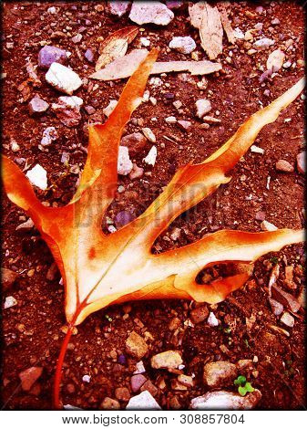 Rouvas Amazing Forest In Crete Greece Fine Print Art