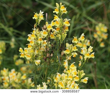 Close Up Of Linaria Vulgaris Flower Blooming In Spring