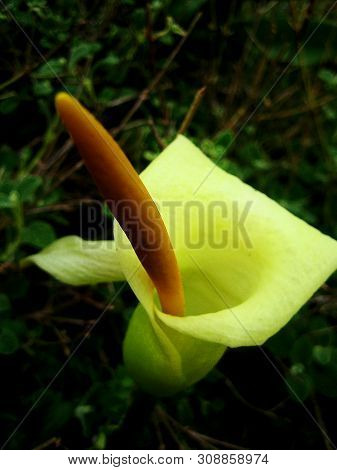 Wild Cretan Flower Macro Background Arum Creticum Araceae
