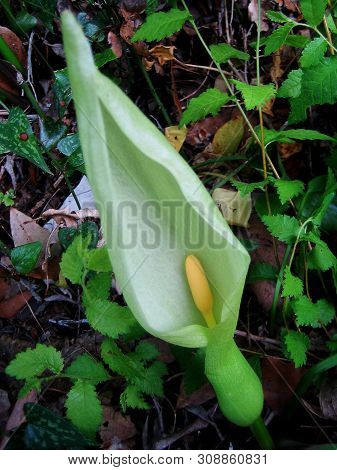 Wild Cretan Flower Macro Background Arum Creticum Araceae