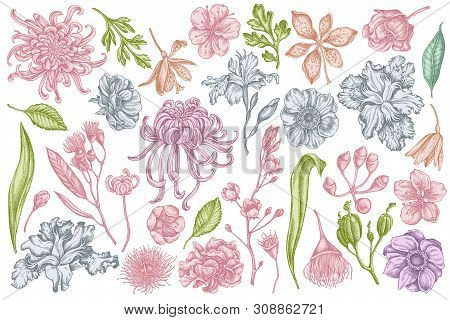 Vector Set Of Hand Drawn Pastel Japanese Chrysanthemum, Blackberry Lily, Eucalyptus Flower, Anemone,