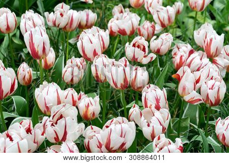 Pink And White Tulip Flowers In Spring Garden, Park.