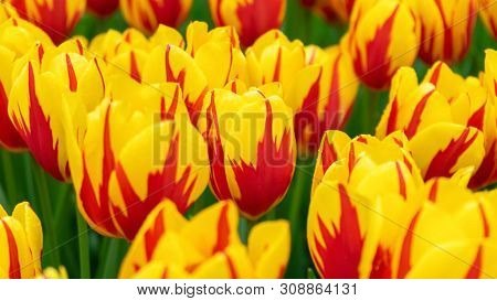 Beautiful Yellow And Pink Tulip Flowers In Spring Garden.