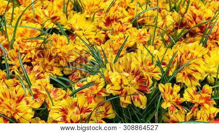 Beautiful Yellow And Pink Tulip Flowers In Spring Garden.