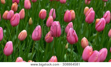 Pink Tulip Flowers In Spring Garden, Park.