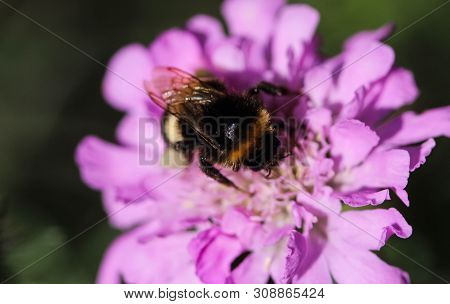 Close Up Of Buff Tailed Bumblebee In Garden