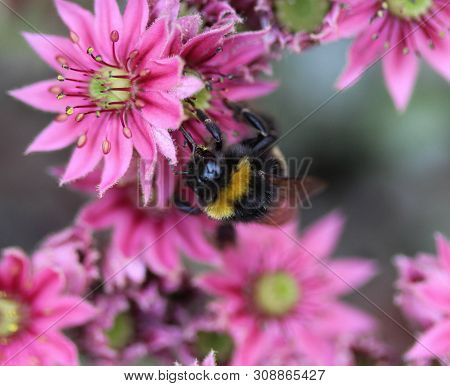 Close Up Of Buff Tailed Bumblebee In Garden
