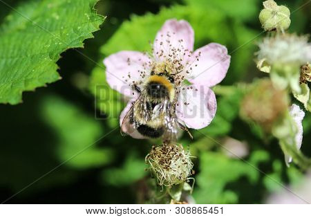 Close Up Of Buff Tailed Bumblebee In Garden