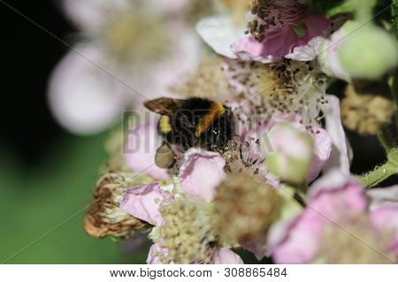 Close Up Of Buff Tailed Bumblebee In Garden