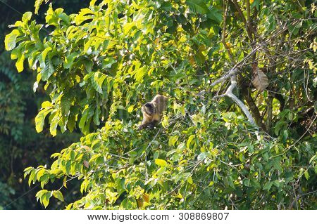 Tufted Capuchin Monkey On The Nature In Pantanal, Brazil. Brazilian Wildlife. Sapajus Apella