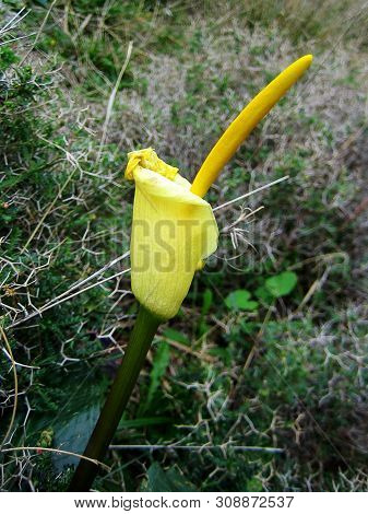 Wild Cretan Flower Macro Background Arum Creticum Araceae