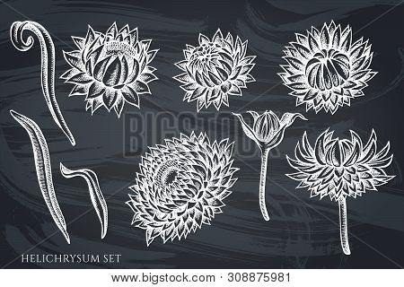 Vector Set Of Hand Drawn Chalk Helichrysum Stock Illustration