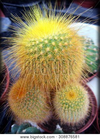 Amazing Cactus Background And Wallpaper In Super Fine Quality