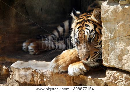 The Ussurian Tiger Is Sad In Captivity At The Zoo Jerusalem