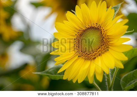 Closeup Sunflower With Bokeh Background With Sharp Petels.