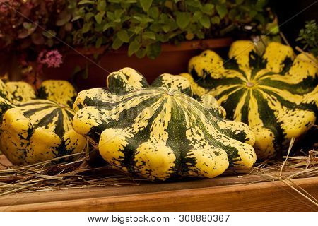 Funny Mottled Patissons And Flowerpots On A Wooden Table In A Farm Or On A Farm