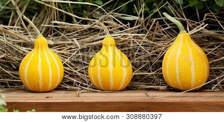 Funny Striped Ripe Yellow Pumpkin