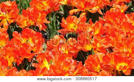 The Plot Is Planted With Blooming Bright Orange Tulips. Spring.