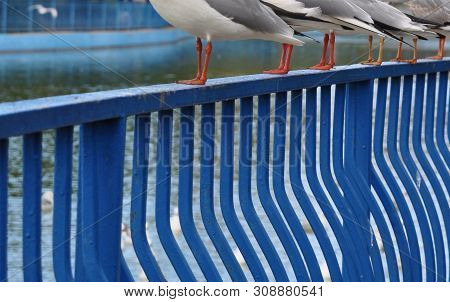 Rhythms. Vertical Stripes Of The Railing By The Pond And Vertical Paws By The Standing Gulls.