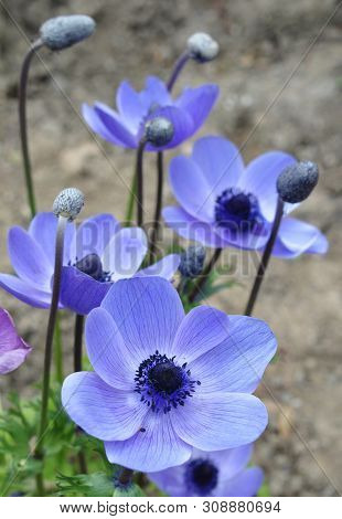 Blue Flowers And Buds Of The Anemone Plant (anemone) In Spring. Close-up.