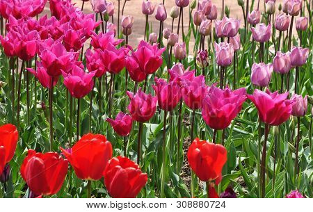 The Plot Is Planted With Blooming Bright Tulips Of Different Varieties. Spring.