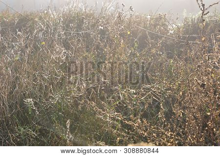 Morning Wildflowers And Grass In The Sun After The Fog, In Dewdrops On The Cobwebs At The End Of Sum