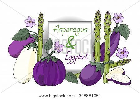 Vector Vegetable Set. White, Violet And Purple Eggplants With Leaves And Flowers, Fresh Green Aspara