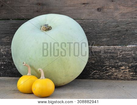 Large Lime And Two Small Yellow Ornamental Zucchini.