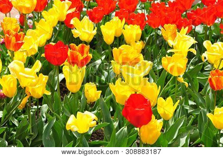Plot Planted With Blooming Bright Tulips Of Different Varieties. Yellow And Red Tulips In Group Plan
