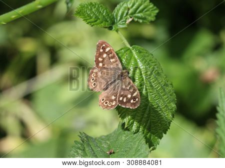 Speckled Wood Butterfly (pararge Aegeria), Sitting On A Leaf