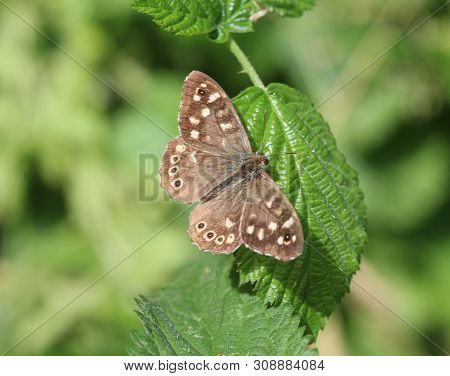 Speckled Wood Butterfly (pararge Aegeria), Sitting On A Leaf