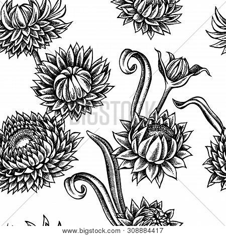 Seamless Pattern With Black And White Helichrysum Stock Illustration